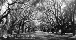 Pathway lined with bare trees under sunlight.